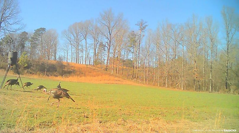 Game Cam 7