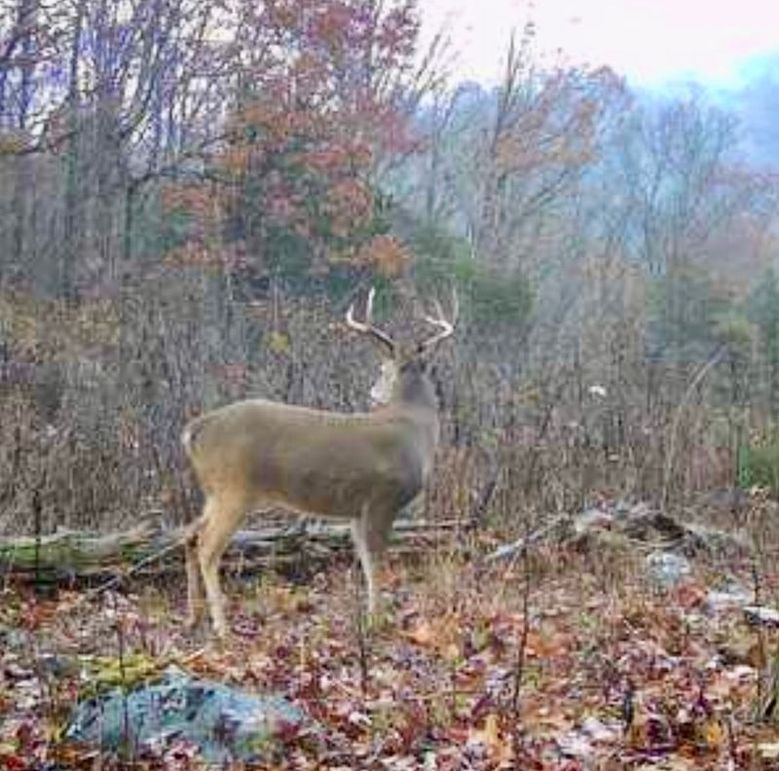 4033375663119147985(1)