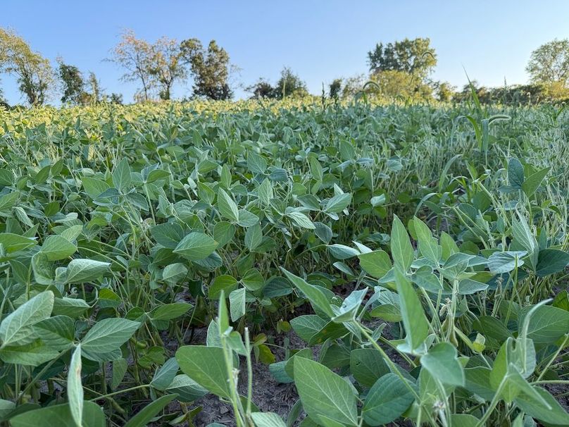 Copy of Wood Tract 6 Photo 15