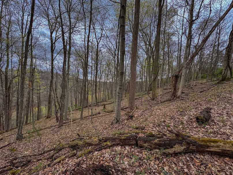 Wirt, WV 39.564 AC Full-05