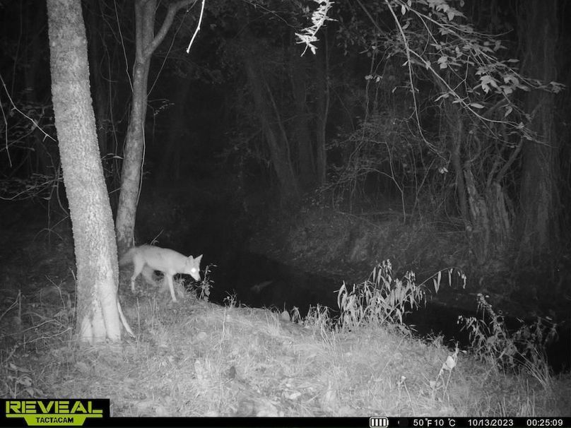 Trail cam Coyote at Creek 