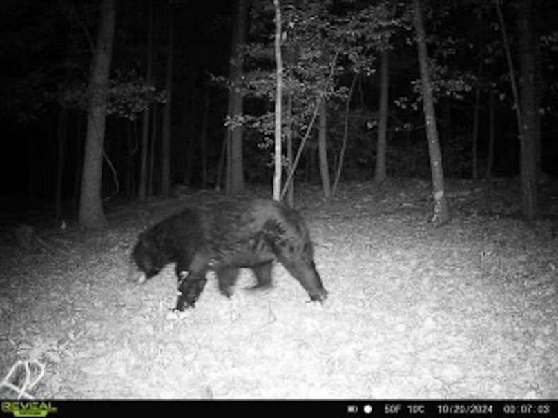 Trail Cam 3