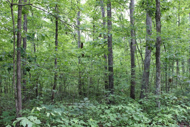 011 forested area along the north ridge in the middle of the property