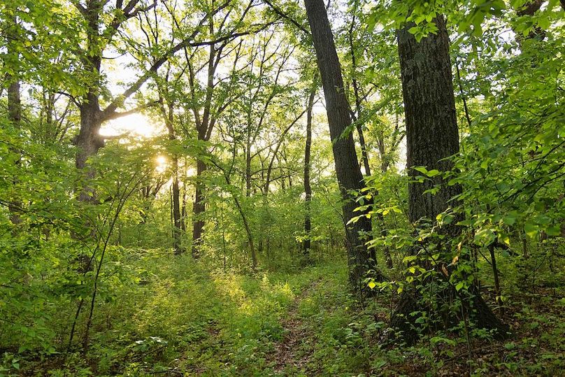 38 access lane and mature oaks