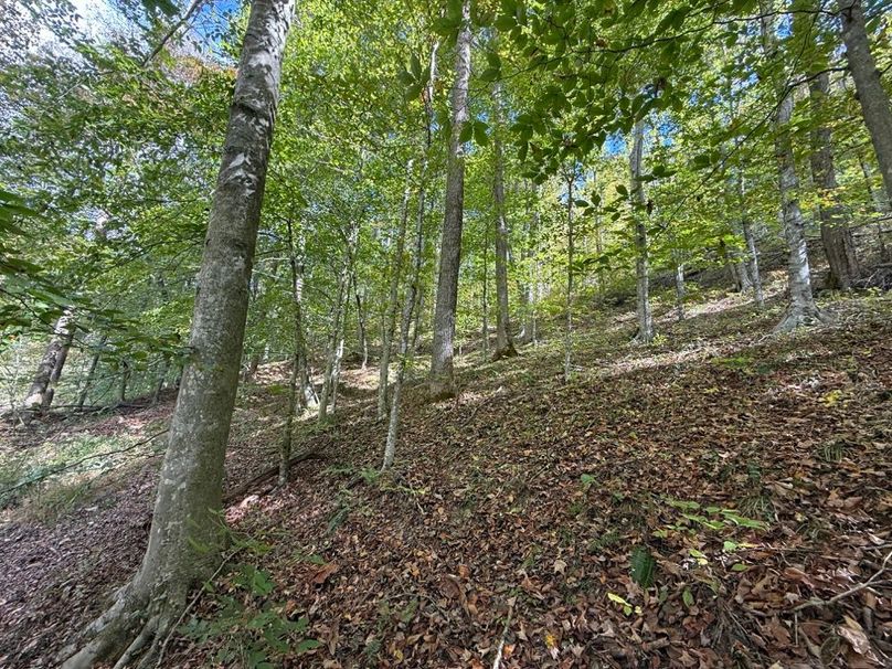 010 the forested area in the west tract in a draw