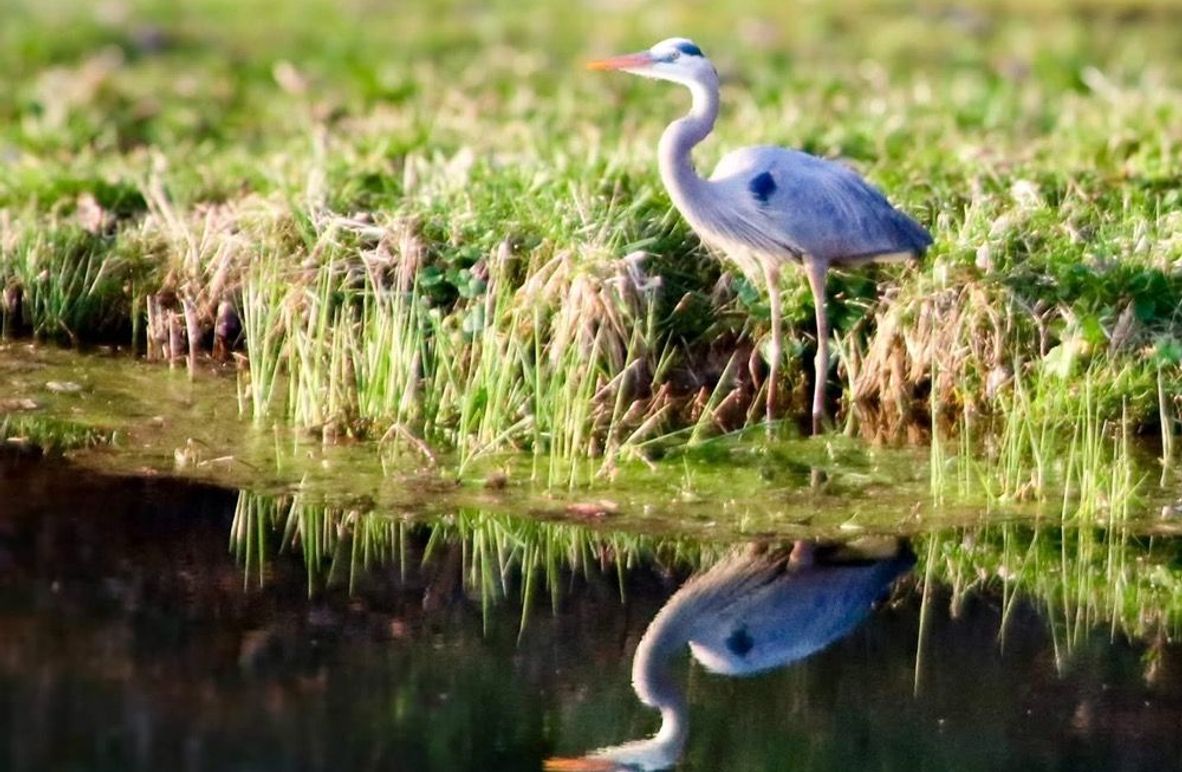 005 visitor to the pond-2