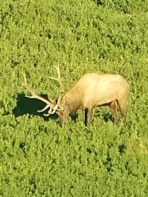 Bull elk eating alfalfa