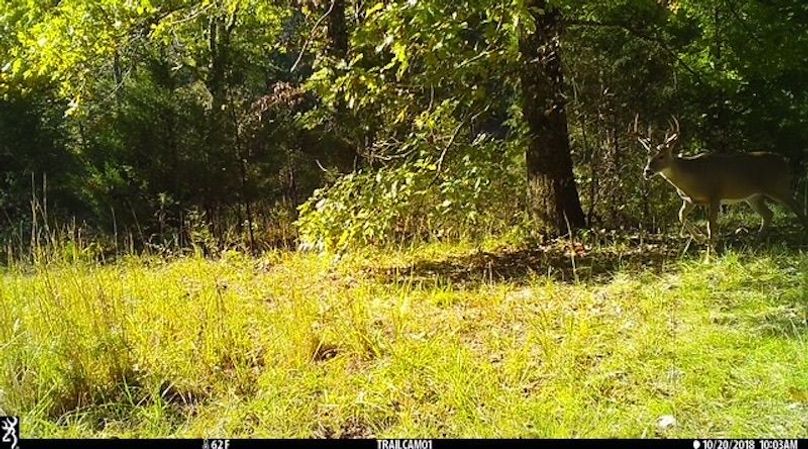 Buck 44 2
