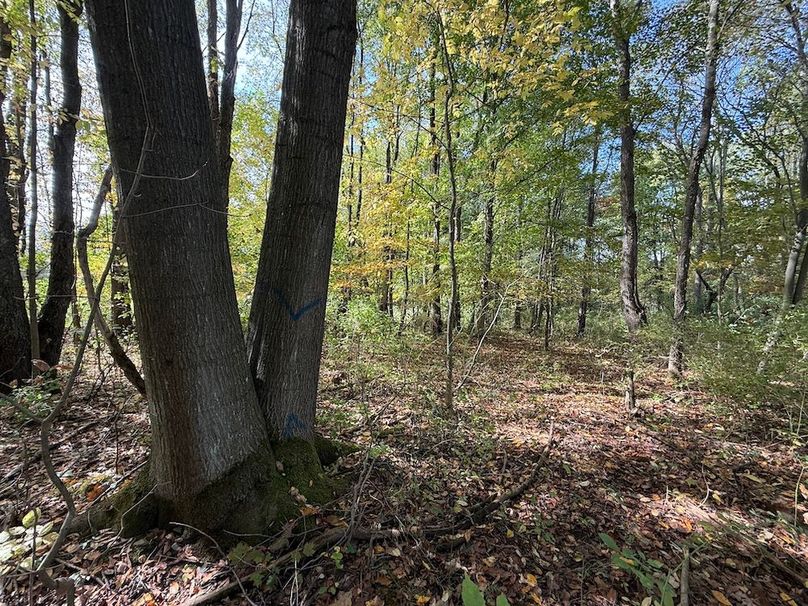 Cayuga_55.02_Herman Photo 56