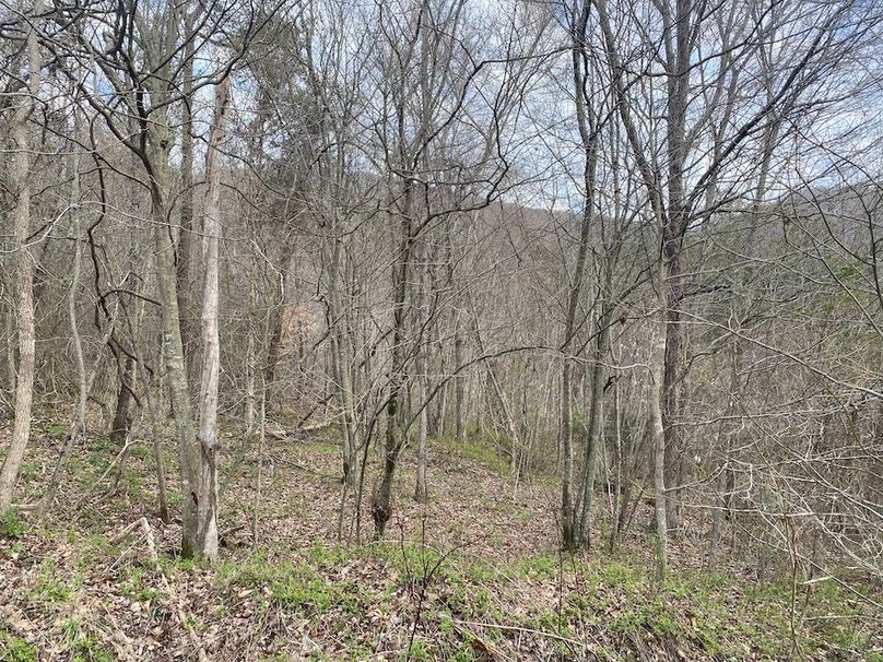 016 forested area in the eastern portion of the property