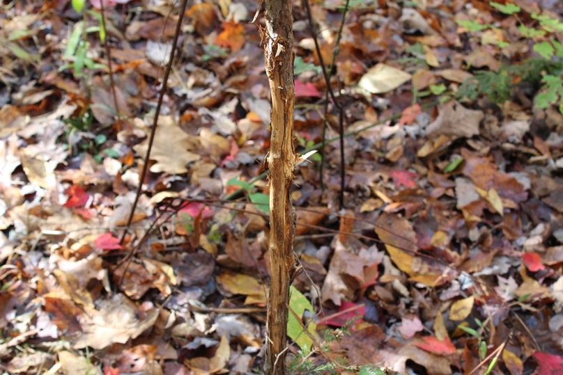 008 fresh buck rub along ridgetop