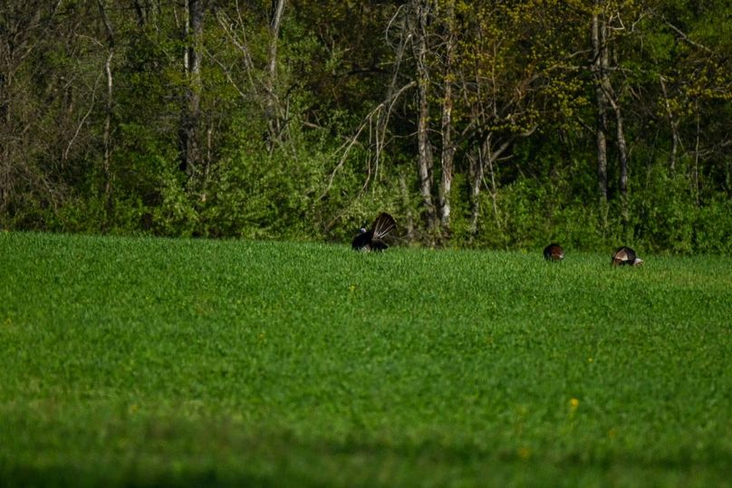 vandalia 450 (2)-2501