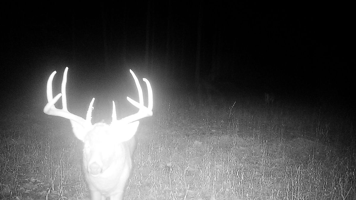 TurnKey Property Set Up For Whitetail Hunting Whitetail Properties