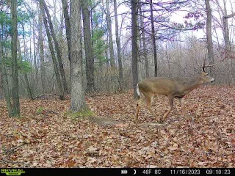 ClarK 160 WILLIAMS -62l