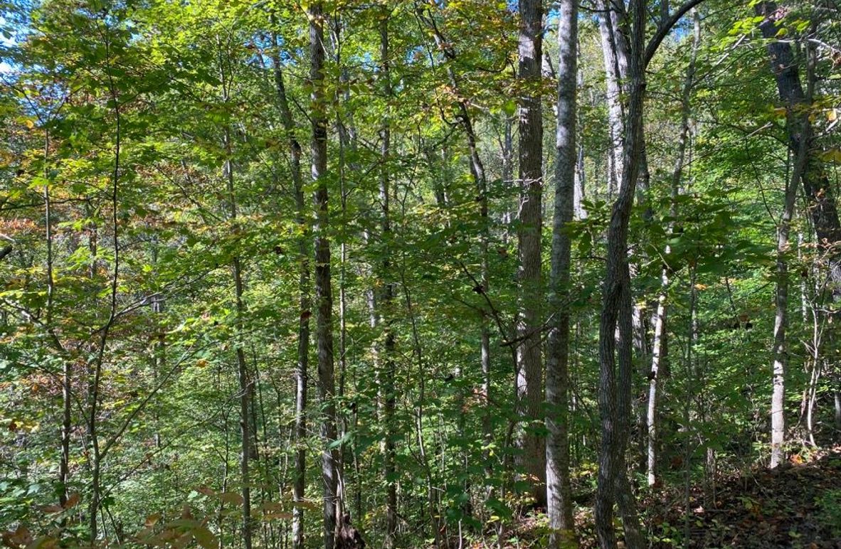 002 some of the nice mature white oaks along the middle point in the center of the property