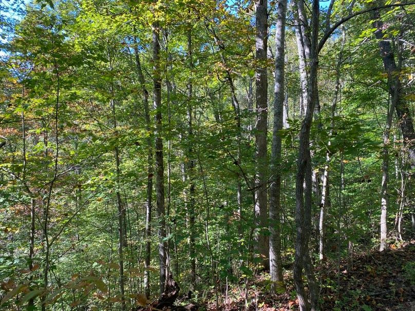 002 some of the nice mature white oaks along the middle point in the center of the property