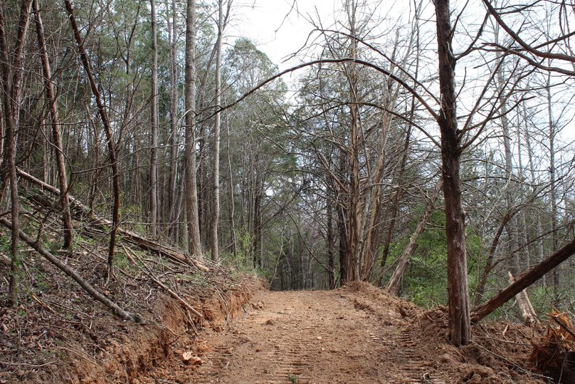 003 graded road leading to the pond in the woods