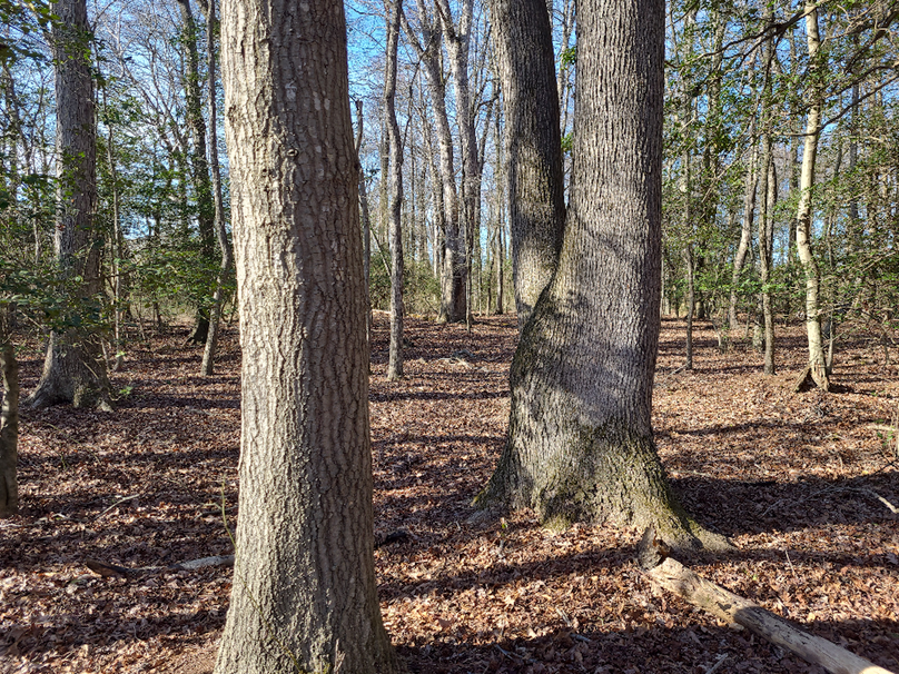 50.38ac_BethlehemRd_Caroline_Pic018