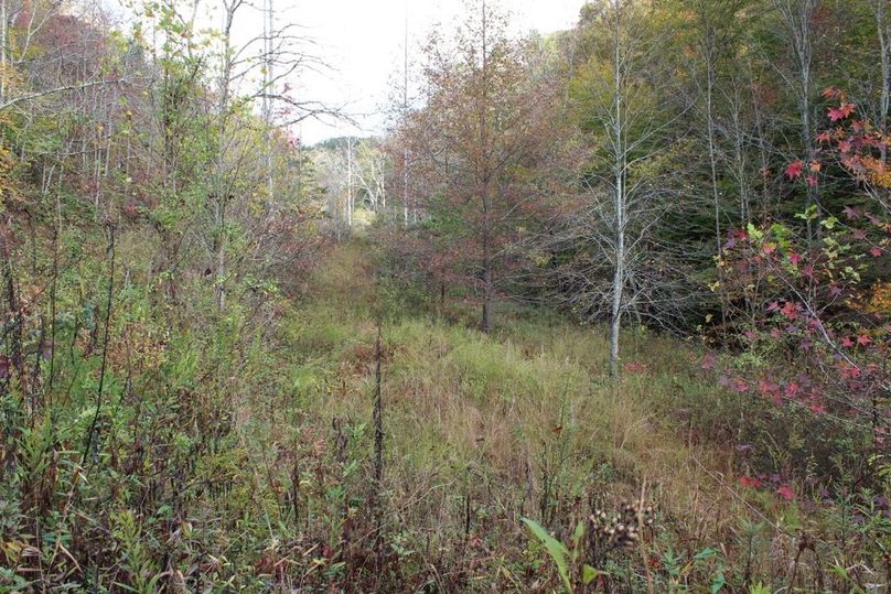023 old growth field near the timber pond in bottom of valley