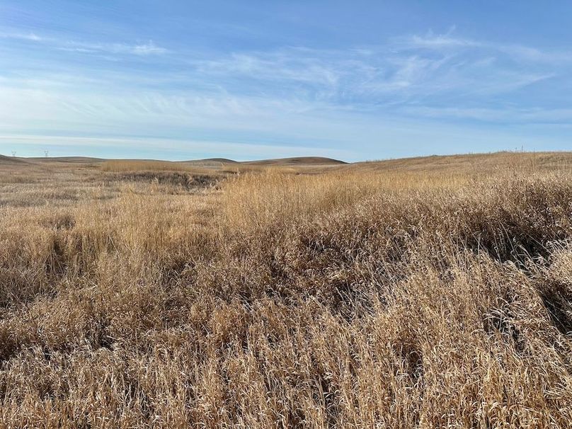 IMG_5387_Tract_1_Grass