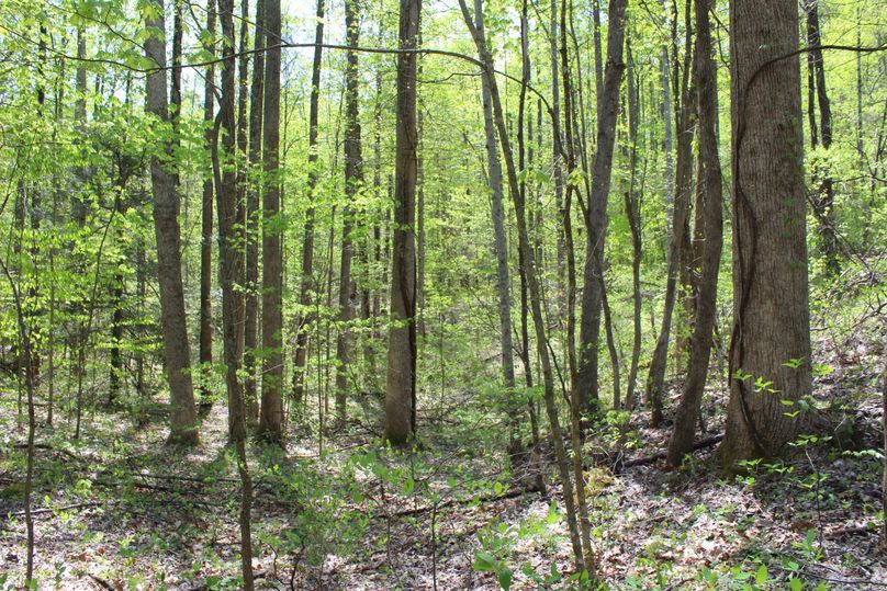 004 open west facing bench in the eastern area of the property