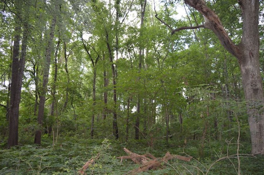 View looking South