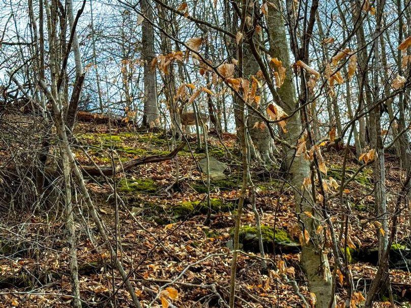 Doddridge, WV 79.08 AC Adams-69