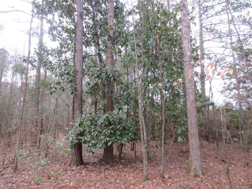 196283FA-7077-40B6-B569-F1DB80D0ECCA