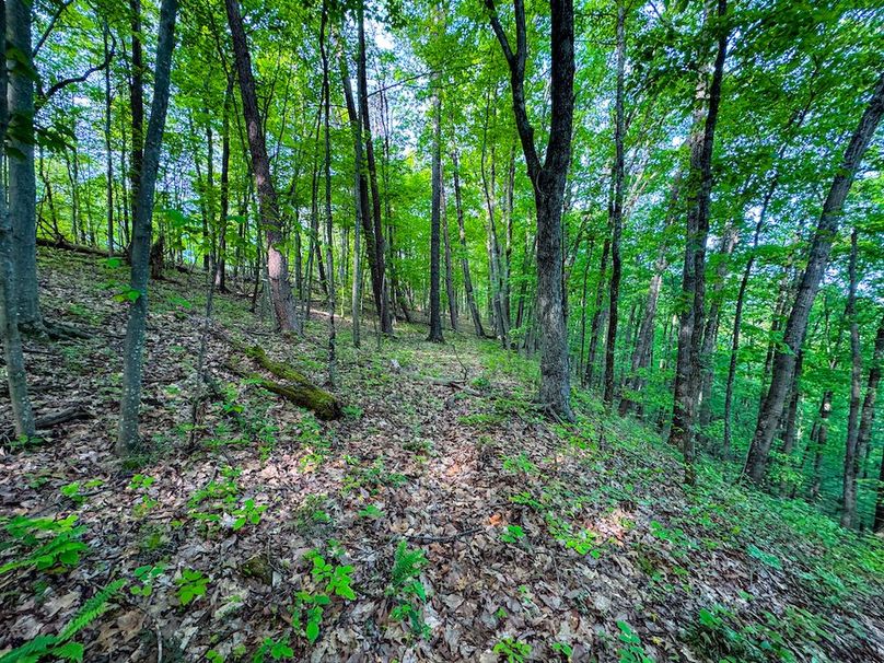 Wirt, WV 145.69 AC 273 Wildflower-26