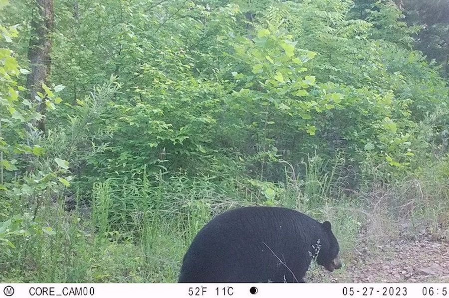 bear pic