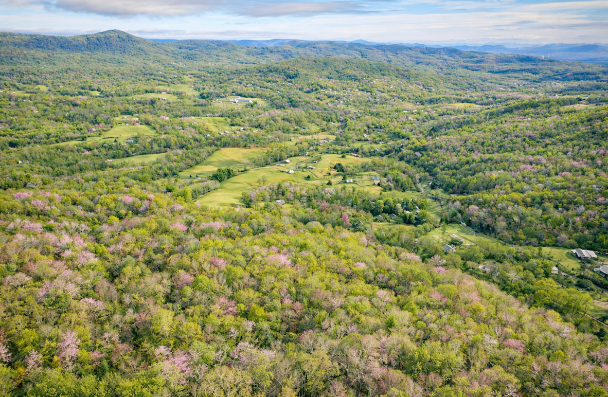 Springtime valley with blooming trees
