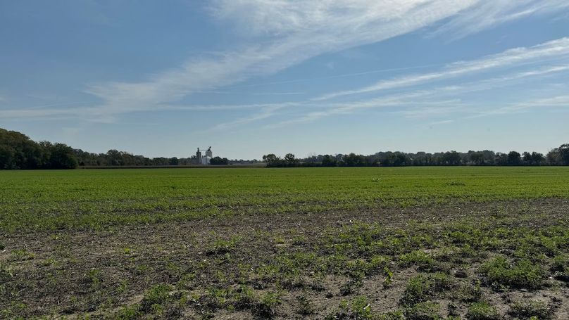 11 - Cover crop on back field after bean harvest