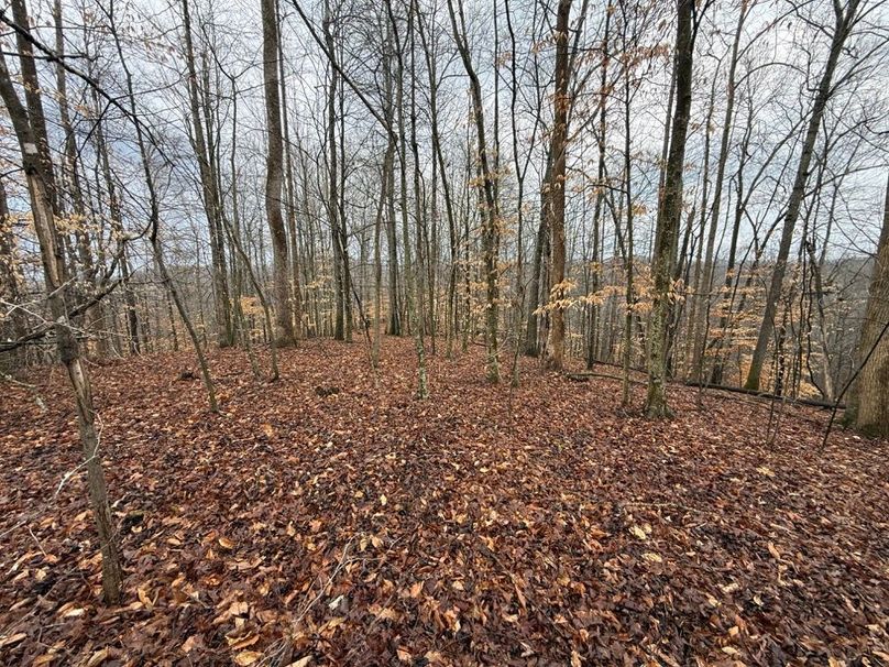 013 forested ridge in the north part of the property