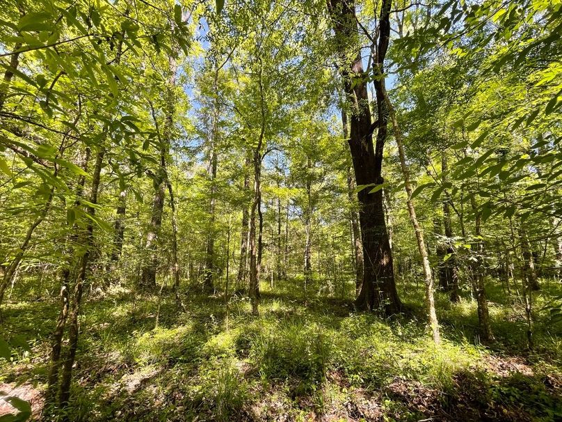 9D85D01B-EF64-4A43-BF93-6A58CB63DD51_1_105_c