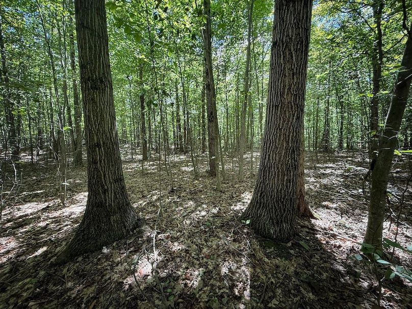 Tioga NY 64 Shores 8