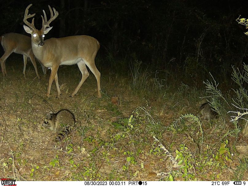 Okmulgee 40 Gulley Trail Cam Pic4