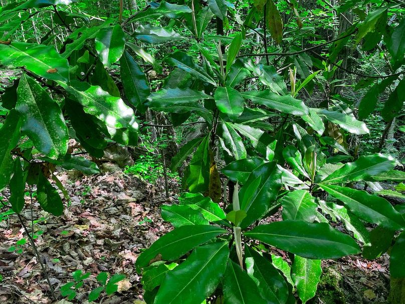 Haralson GA 100 McIntyre-47