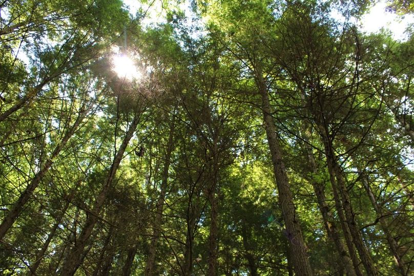 016 cool canopy shot looking up through the hemlocks