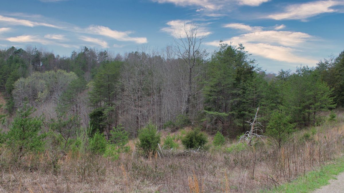 Unique Opportunity Near Daniel Boone National Forest Whitetail Properties