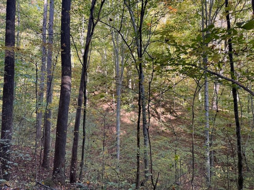022 forested valley area near the head of the valley