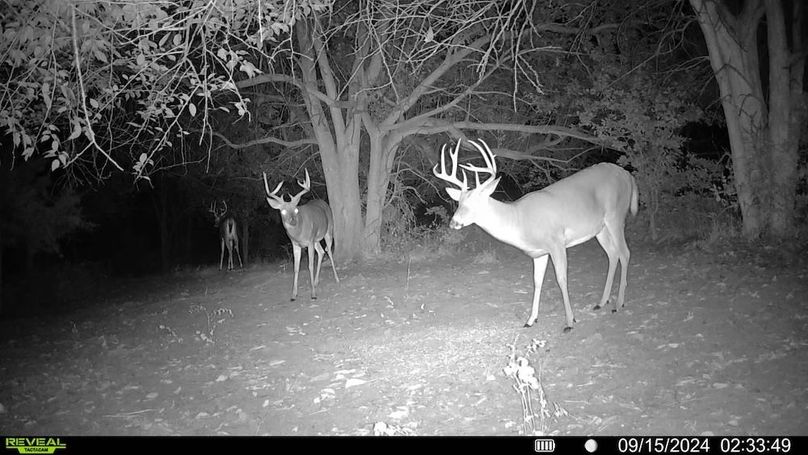 Trail cam 2.5