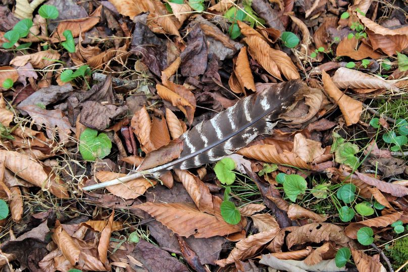 010 turkey feather, probably from a moulting young hen