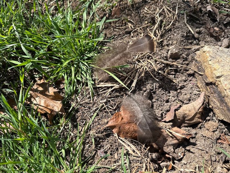 DJI_20260409_110656_763