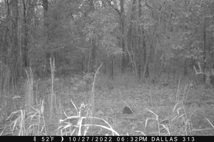 Deer 13