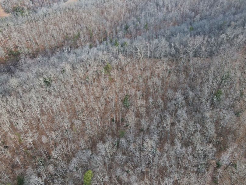 022 nice aerial view of the timber-2