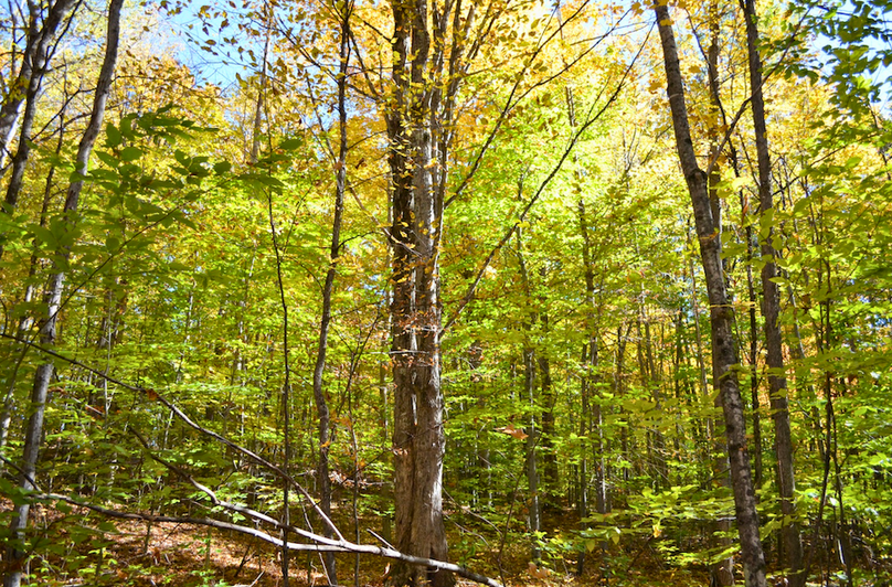 Screenshot 2025-11-11 at 12.19.19 PM