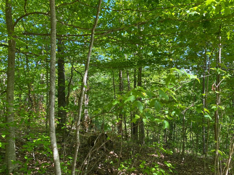 016 the wooded timber south facing slope in the south area of the property copy