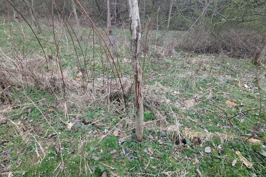 PXL_20250403_175316688