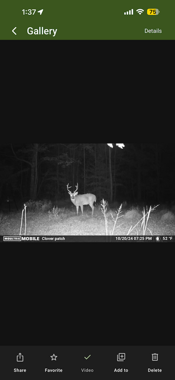 trailcam25