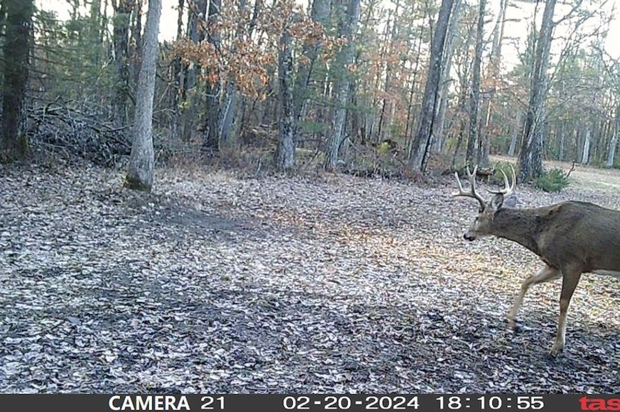 2024_02_20_big9pt_Point_East_Scrape